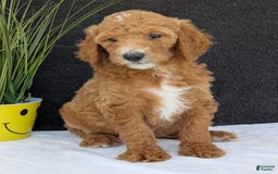 Goldendoodle dogs for sale: Zoey - Image 28