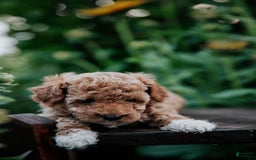 Miniature Poodle dogs for sale: Poppy - Image 5