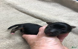 Yorkshire Terrier dogs for sale: Dodge - Image 3