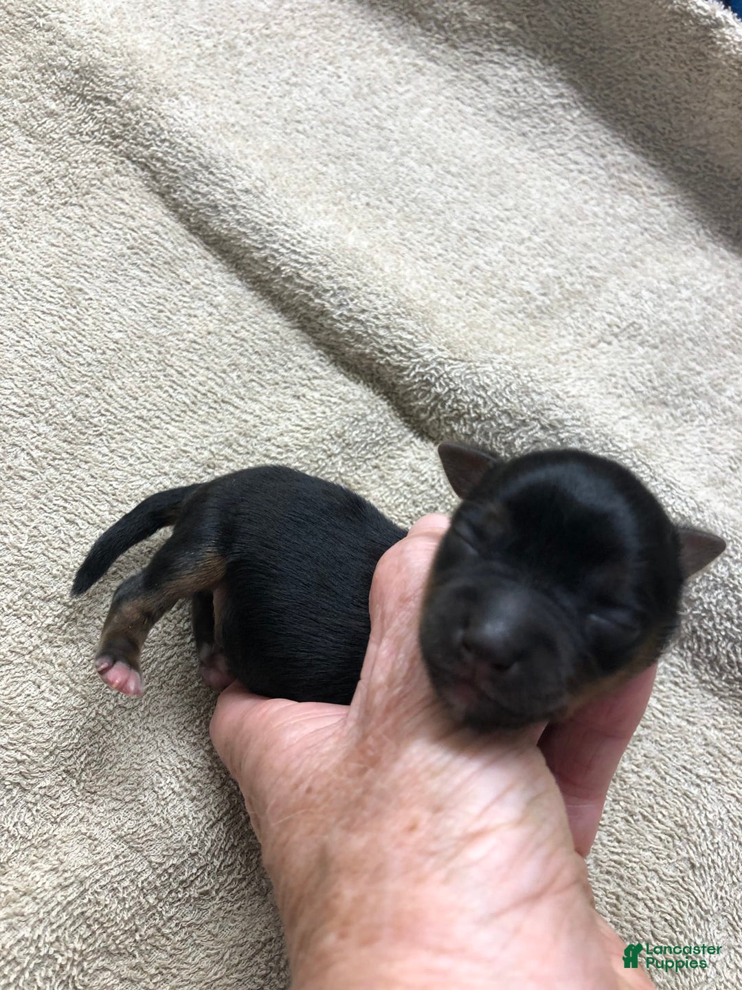 Yorkshire Terrier dogs for sale: Dodge - Image 3