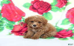 Toy Poodle dogs for sale: Buddy - Image 3