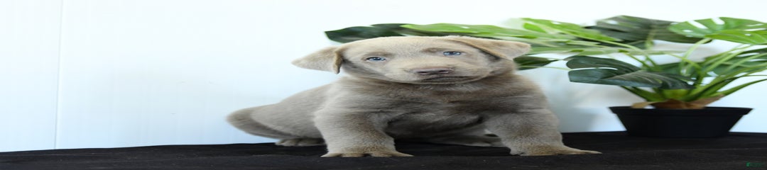 Phantom