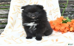 Pomeranian dogs for sale: Jelly Bean - Image 7