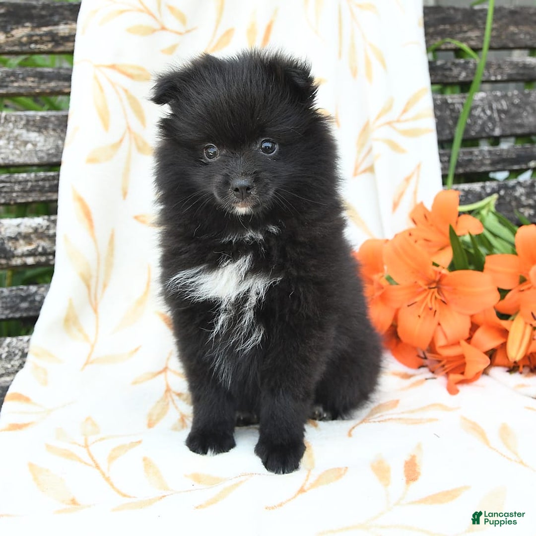 Pomeranian dogs for sale: Jelly Bean - Image 7