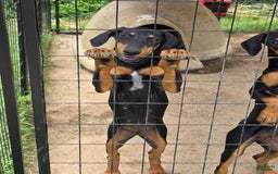 Doberman Pinscher dogs for sale: Sandy - Image 1