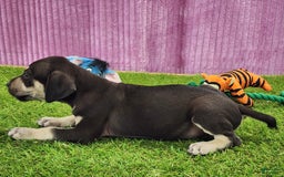 Catahoula Leopard Dog dogs for sale: Tess 2025 Female 3 - Image 4