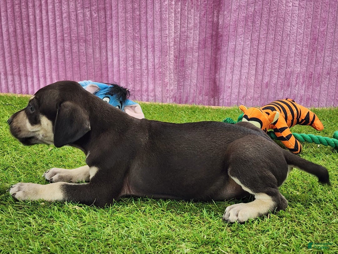 Catahoula Leopard Dog dogs for sale: Tess 2025 Female 3 - Image 4