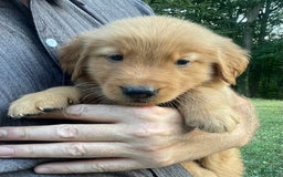 Golden Retriever dogs for sale: King - Image 4