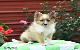 Shetland Sheepdog dogs for sale: Peaches - Image 3