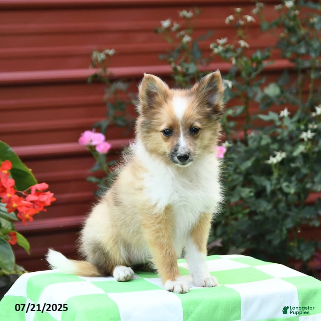 Shetland Sheepdog dogs for sale: Peaches - Image 3