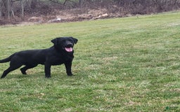Labrador Retriever dogs for sale: Huk - Image 5