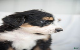 Bernedoodle dogs for sale: Jerry - Image 3