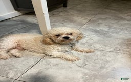 Shihpoo dogs for sale: Melon - Image 7