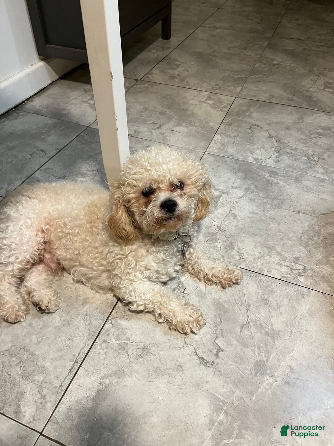 Shihpoo dogs for sale: Melon - Image 7