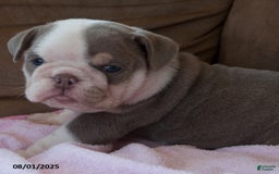English Bulldog dogs for sale: Patsy - Image 3
