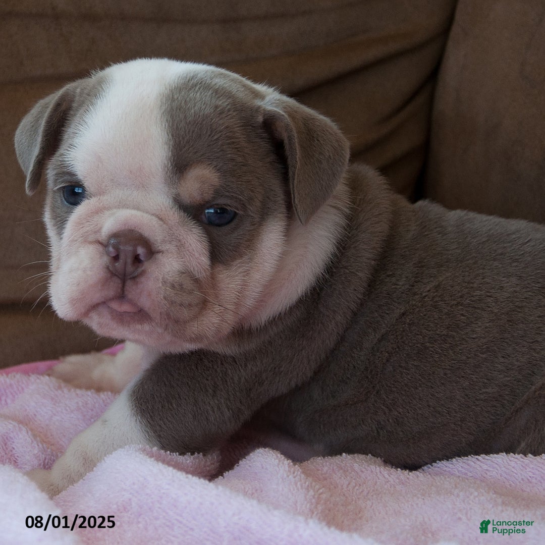 English Bulldog dogs for sale: Patsy - Image 3