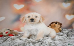 Goldendoodle dogs for sale: Ruby - Image 6