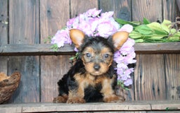 Yorkshire Terrier dogs for sale: Shayna - Image 3