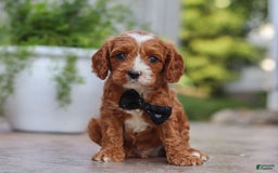 Cavapoo dogs for sale: Bean - Image 2