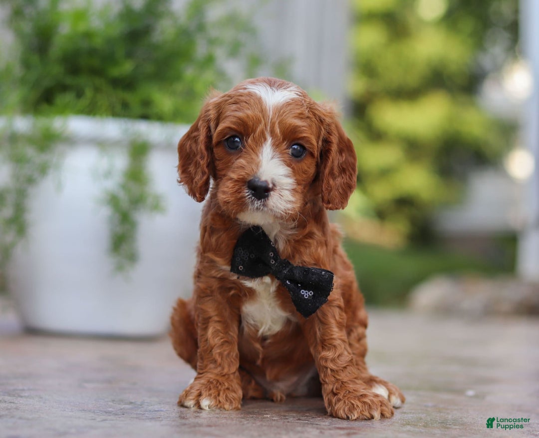 Cavapoo dogs for sale: Bean - Image 2