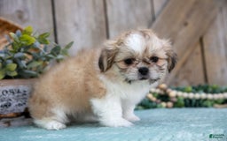 Shih Tzu dogs for sale: Cindy - Image 1