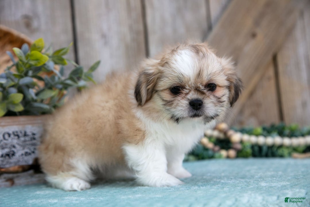 Shih Tzu dogs for sale: Cindy - Image 1