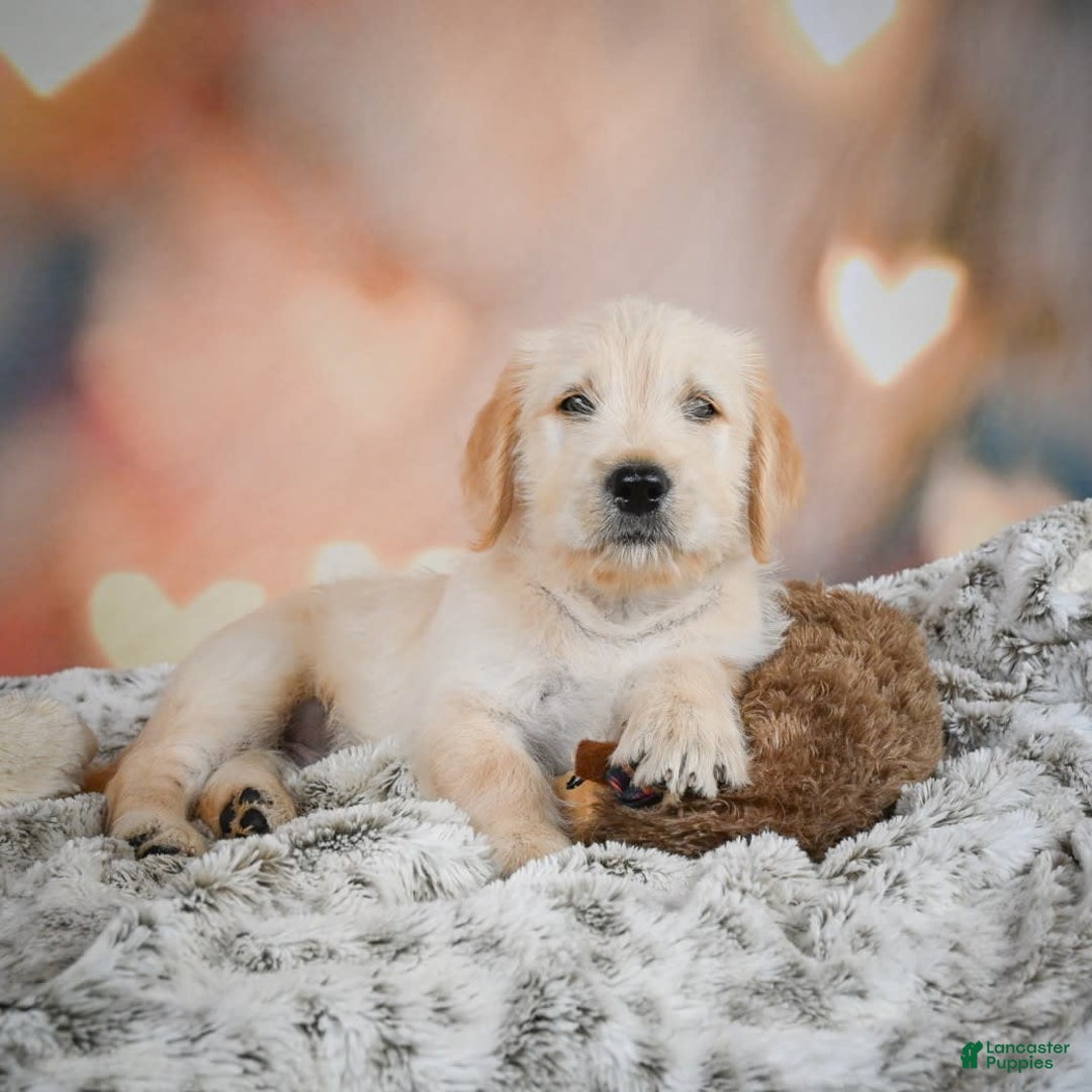 Goldendoodle dogs for sale: Rusty - Image 6