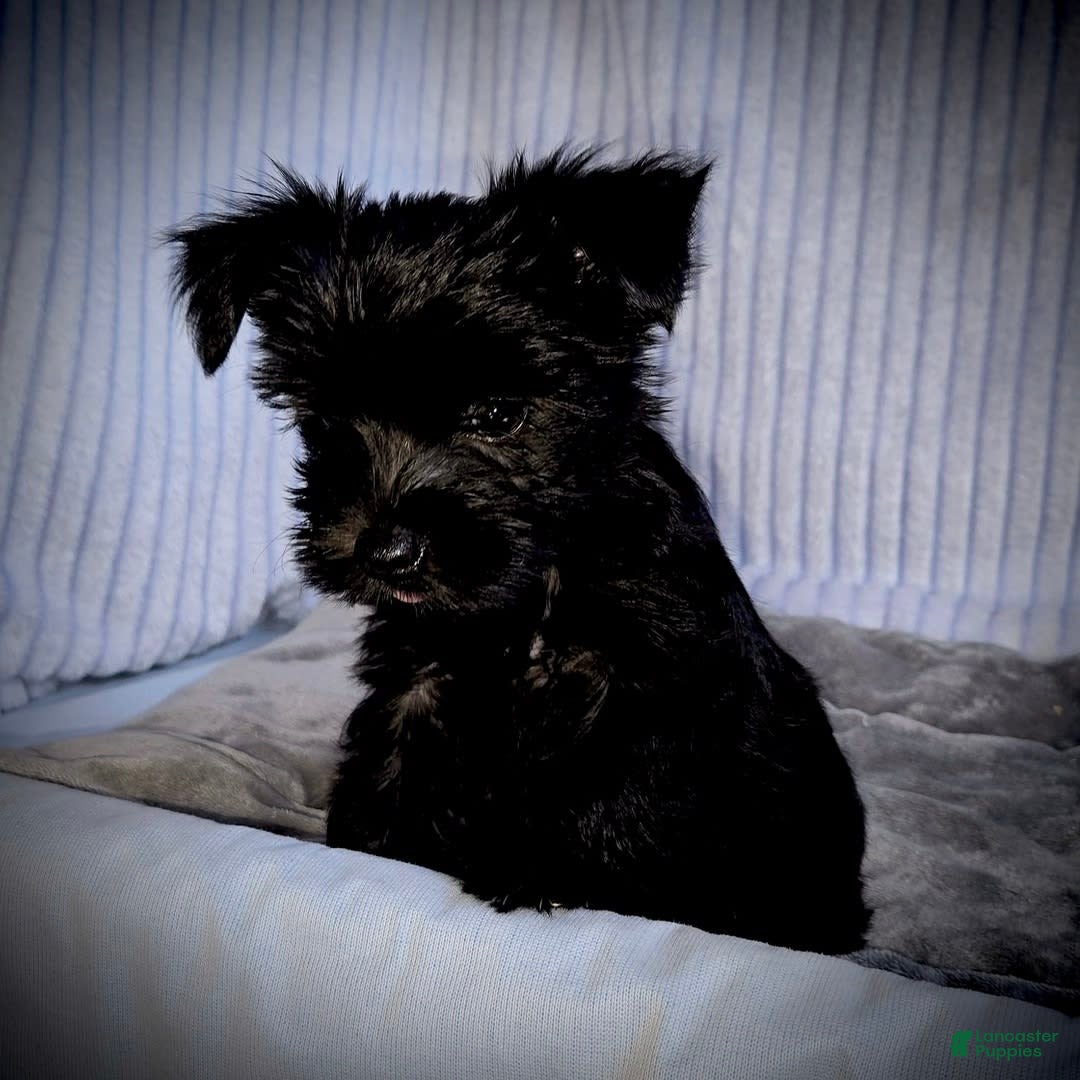 Morkie dogs for sale: Reid - Image 3