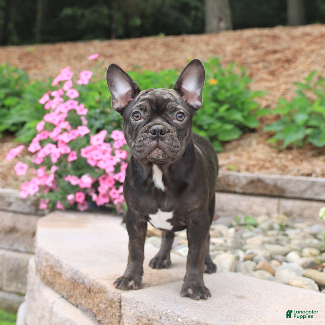 Frenchton dogs for sale: Diamond - Image 3