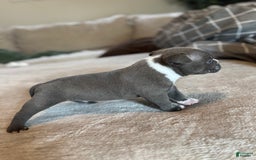 American Bully dogs for sale: Luna - Image 3