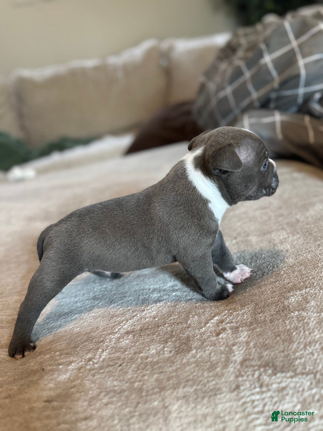 American Bully dogs for sale: Luna - Image 3