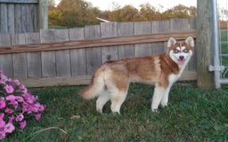 Pomsky dogs for sale: Myla - Image 9