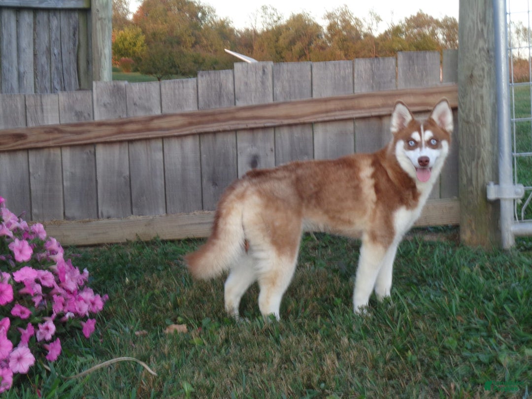 Pomsky dogs for sale: Myla - Image 9