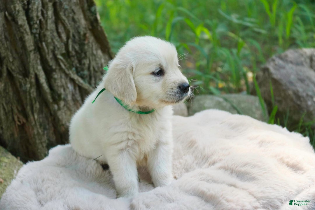 Golden Retriever dogs for sale: Tawny - Image 28