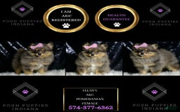 Pomeranian dogs for sale: Fluffy - Image 6