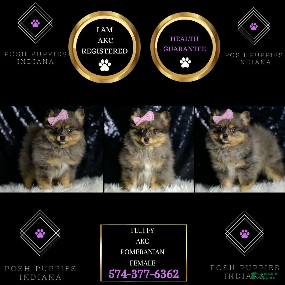 Pomeranian dogs for sale: Fluffy - Image 6