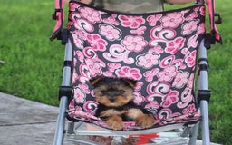Yorkshire Terrier dogs for sale: Sweetie - Image 3