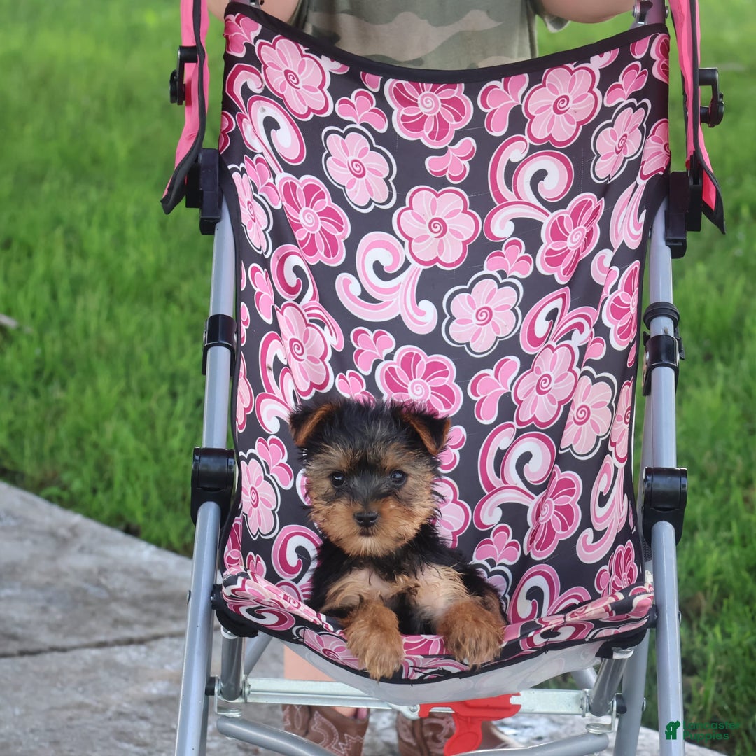 Yorkshire Terrier dogs for sale: Sweetie - Image 3