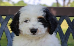 Mini Bernedoodle dogs for sale: Lennon - Image 35