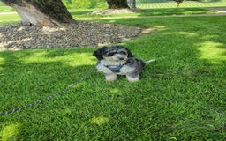 Mini Aussiedoodle dogs for sale: Julia - Image 11
