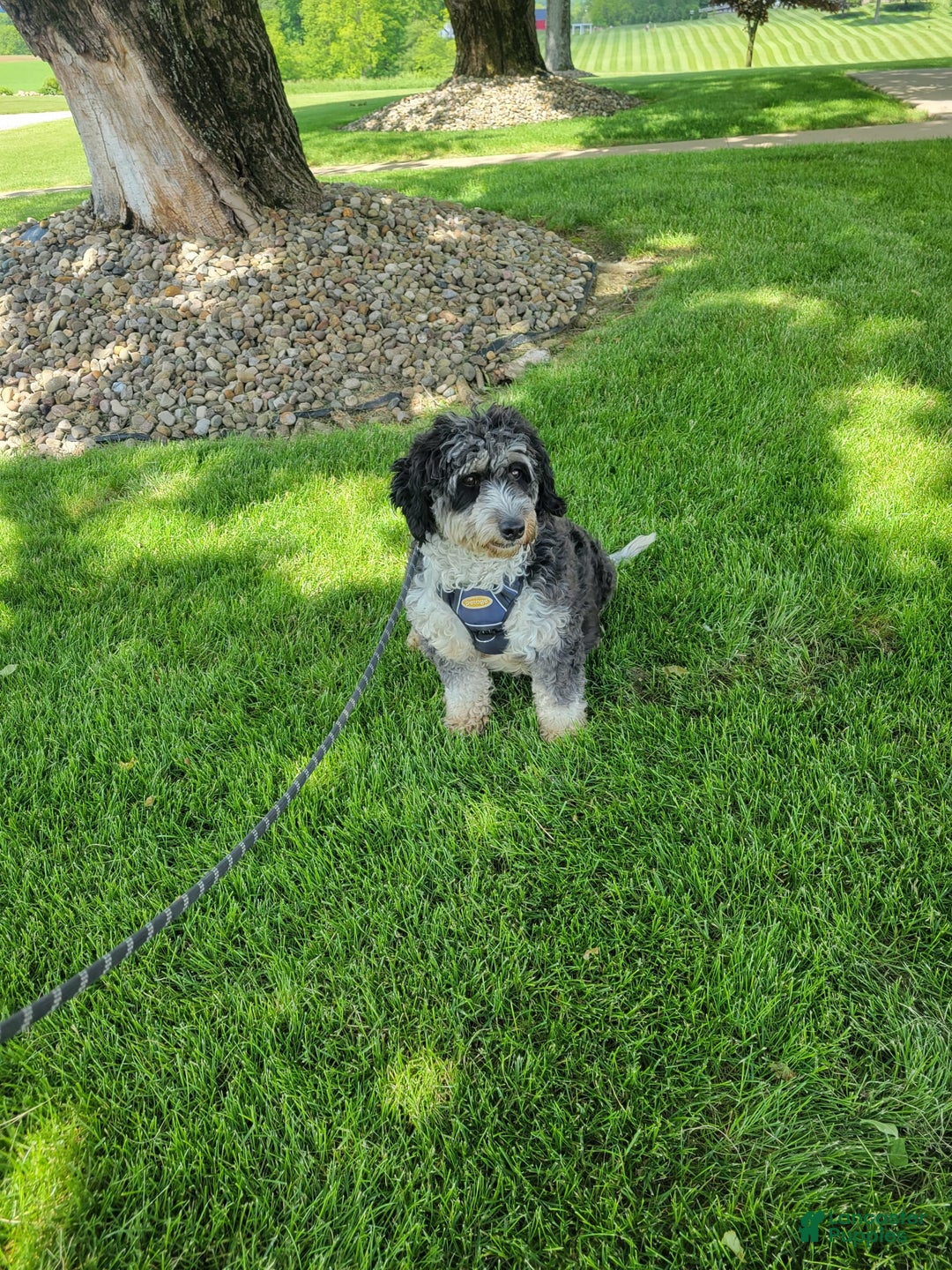 Mini Aussiedoodle dogs for sale: Julia - Image 11