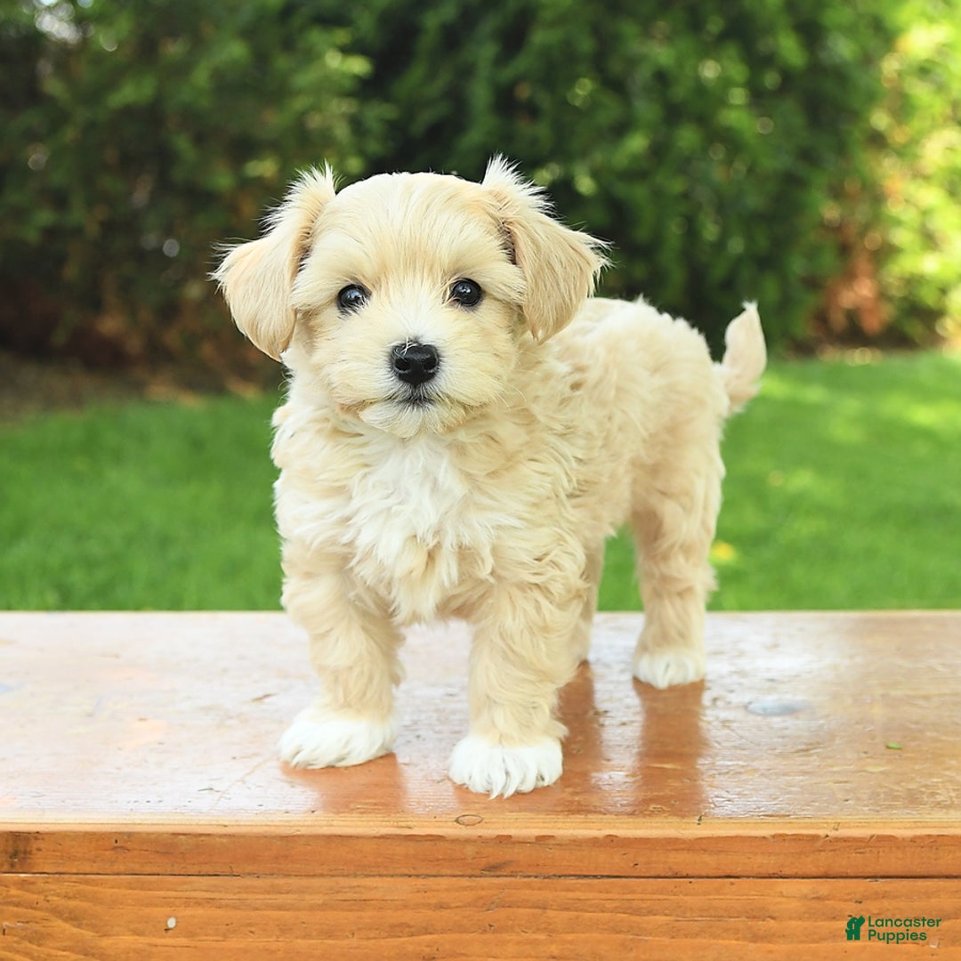 Maltipoo dogs for sale: Muddles - Image 1