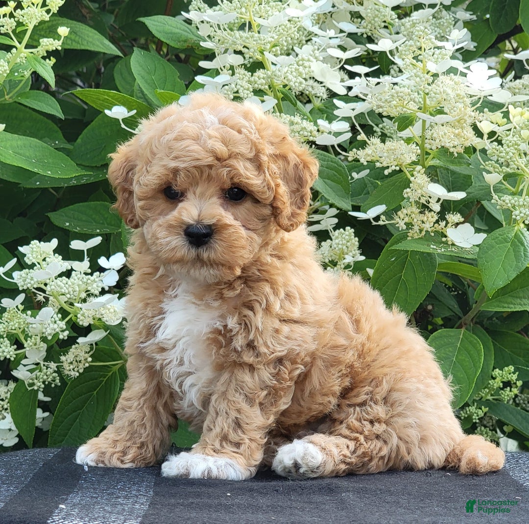 Bichpoo dogs for sale: Jake - Image 6