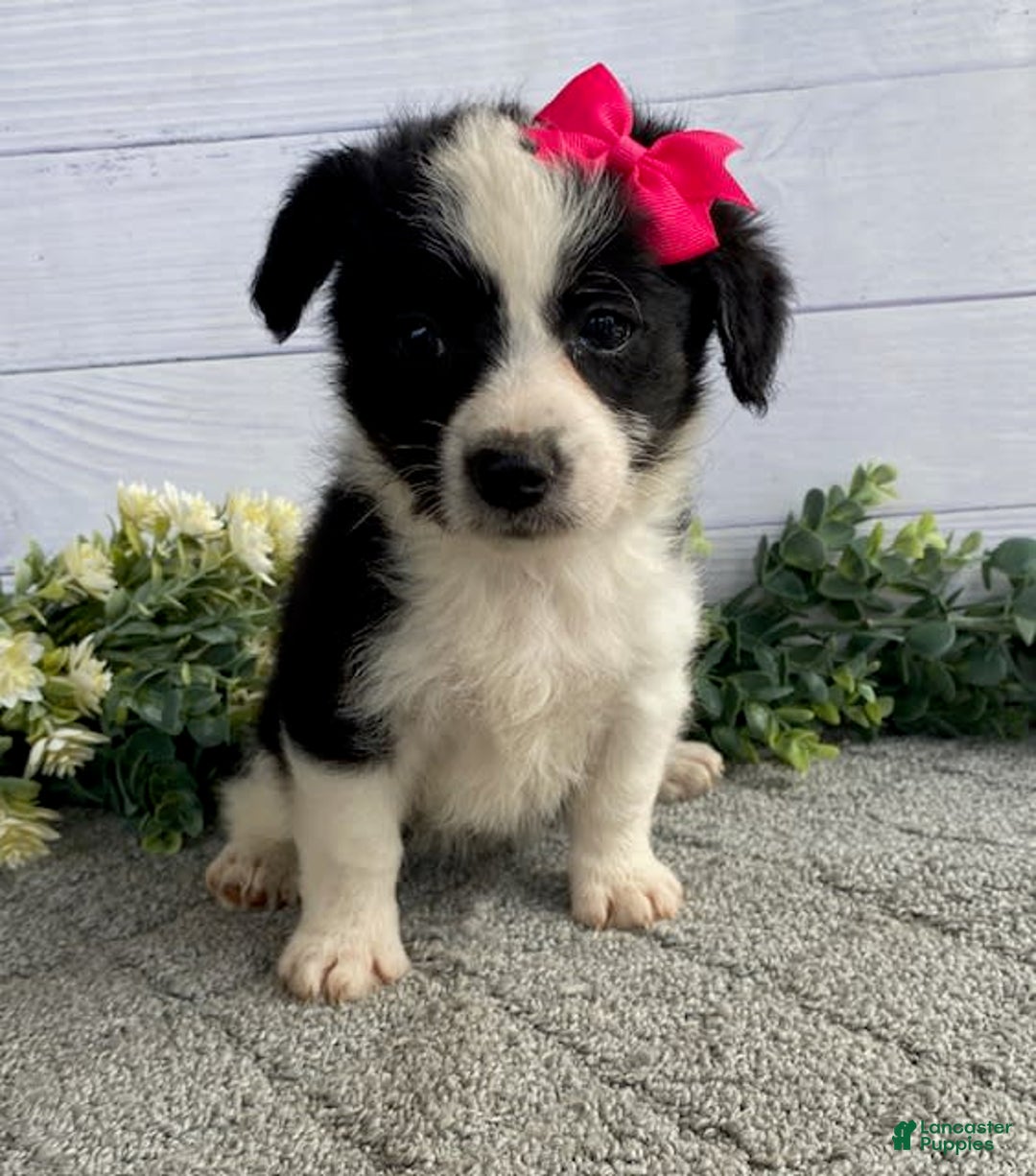 Shorkie dogs for sale: Sunny - Image 2