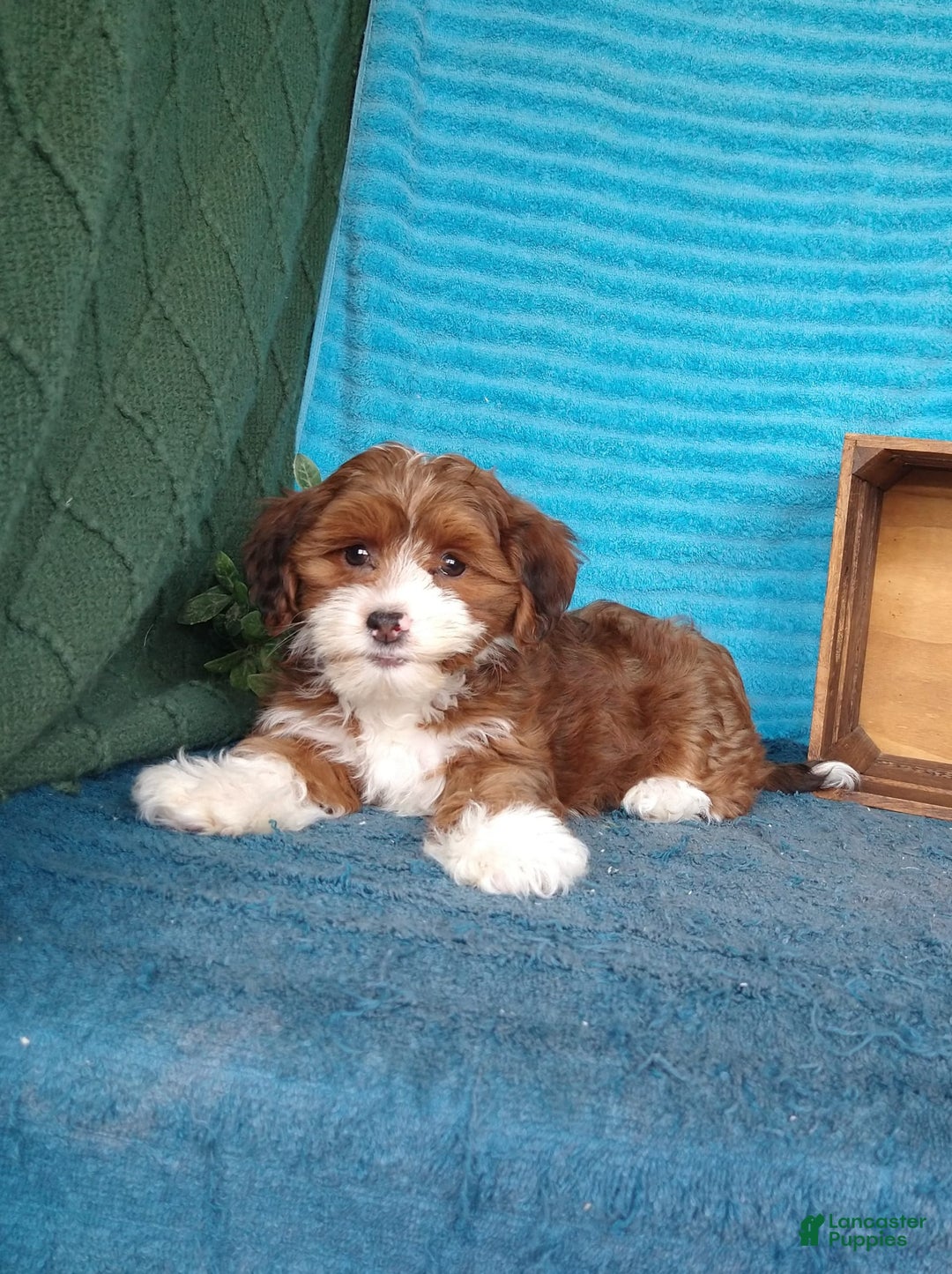 Havanese dogs for sale: Lilly - Image 4