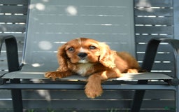 Cavalier King Charles Spaniel dogs for sale: Wendle - Image 5