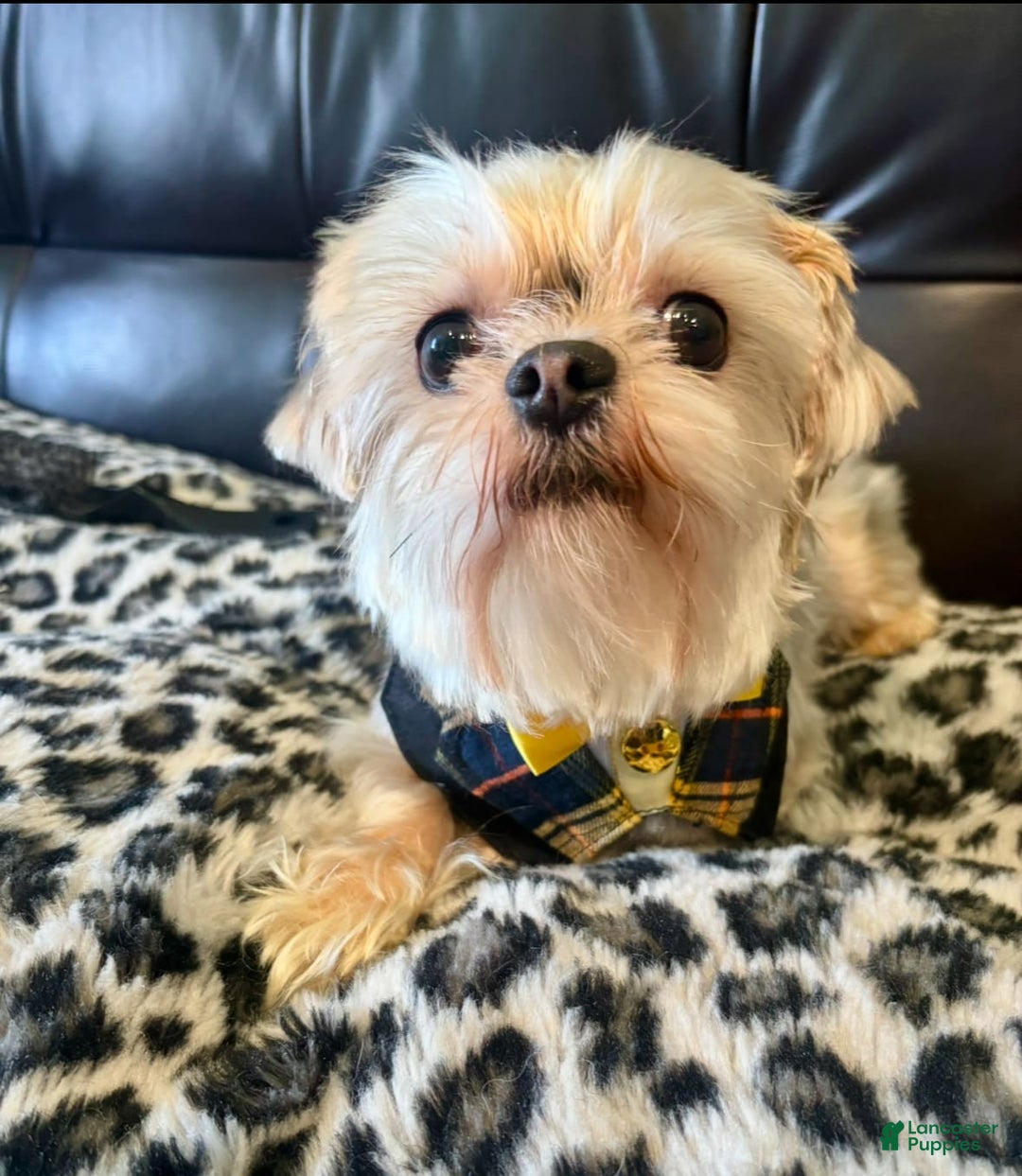 Morkie dogs for sale: Itachi - Image 3