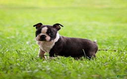 Boston Terrier dogs for sale: Daffodil - Image 7