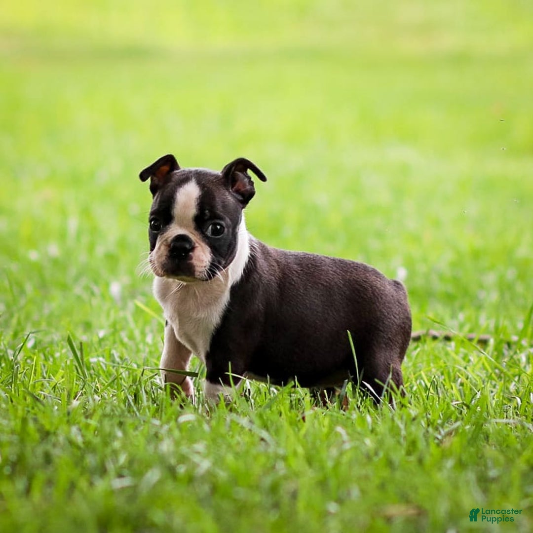 Boston Terrier dogs for sale: Daffodil - Image 7