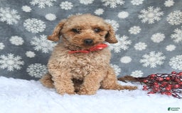 Maltipoo dogs for sale: Tinker - Image 7